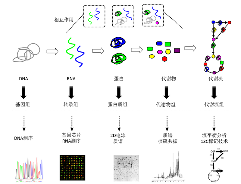 工業(yè)生物過程大數(shù)據(jù)縱向組學(xué)研究