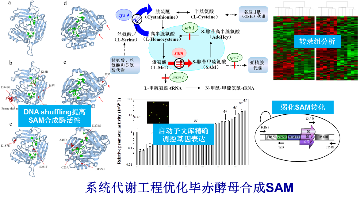 生物合成工程實驗室<br>Biosynthetic Engineering Laboratory