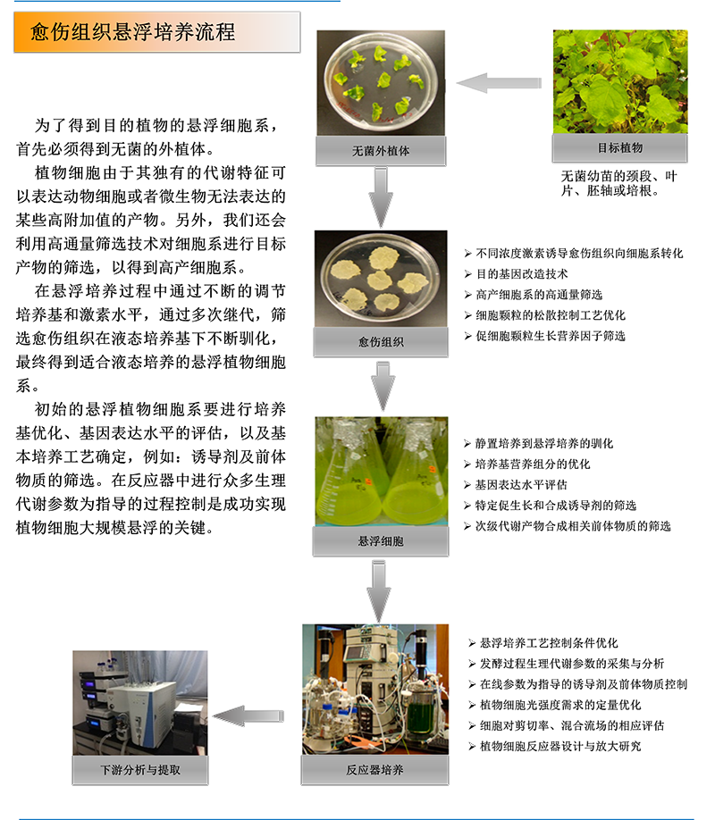 植物細(xì)胞大規(guī)模培養(yǎng)過(guò)程優(yōu)化與反應(yīng)器裝置